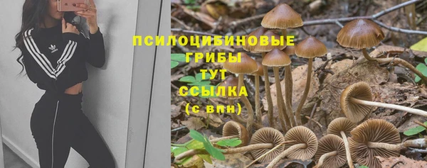 ГАЛЛЮЦИНОГЕННЫЕ ГРИБЫ Ельня